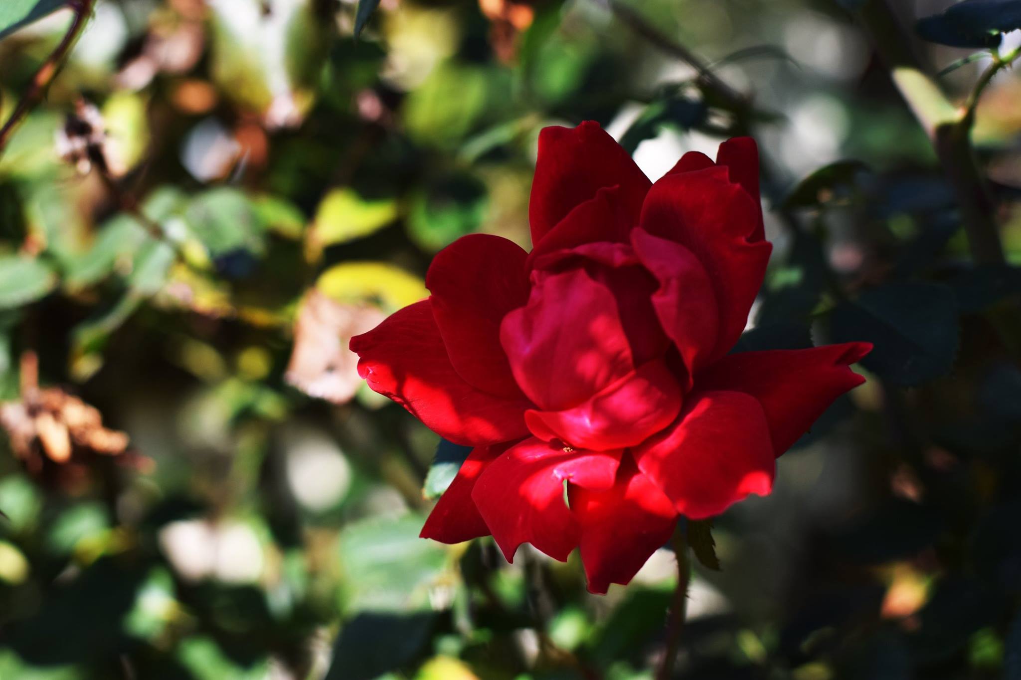 red rose photo